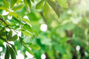 creative-lush-green-leaves